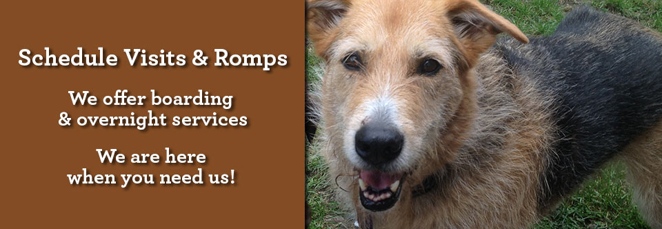 Pittsburgh Dog Walking Services