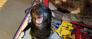In-Home Pet Care