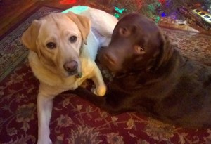 great pittsburgh dog & pet boarding